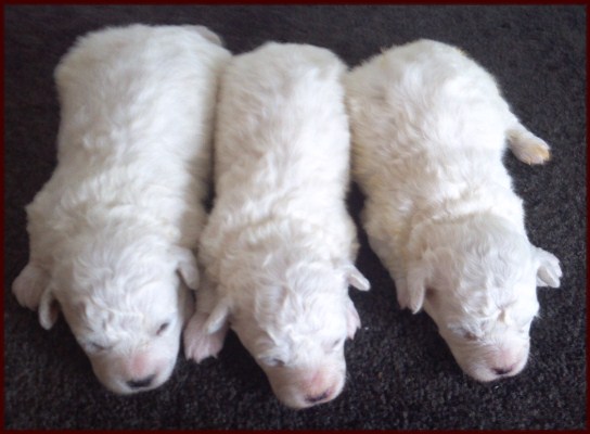 Bichon Frise