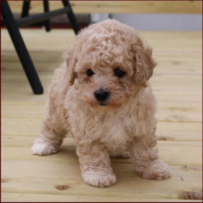 poochon