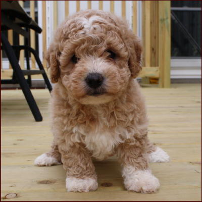 poochon