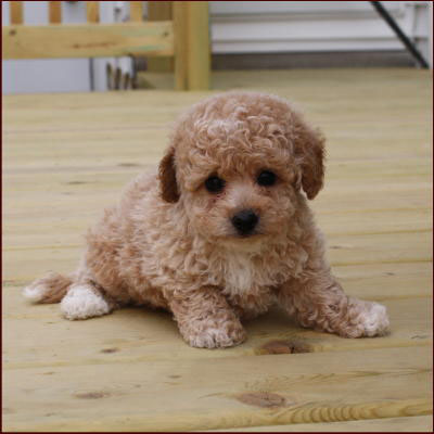 poochon