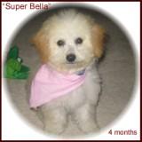 bichon poodle picture