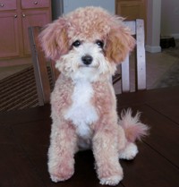 Bichon Poodle Picture