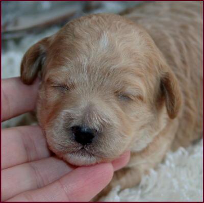 Poochon Puppy Bf1