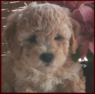 Bichon Poodle Puppy
