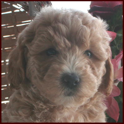 Bichon Poodle Puppy