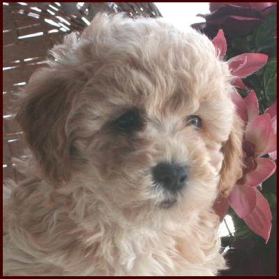 Bichon Poodle Puppy
