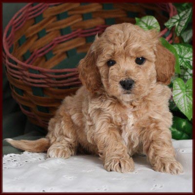 Bichon Poodle