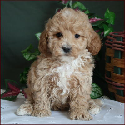 Bichon Poodle
