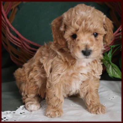 Bichon Poodle