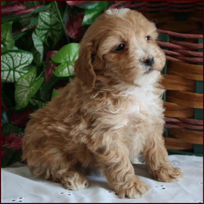 Bichon Poodle