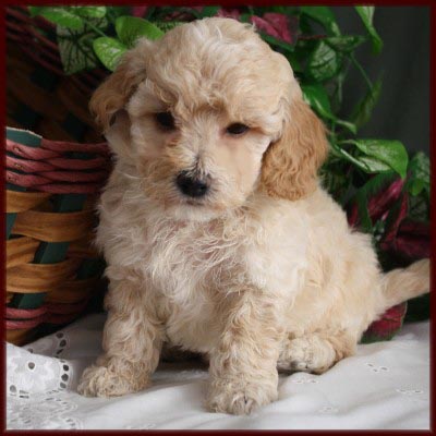 Bichon Poodle