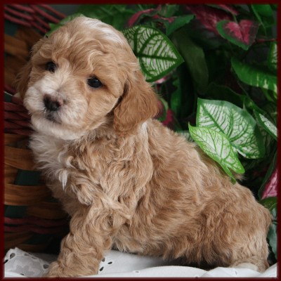 Bichon Poodle