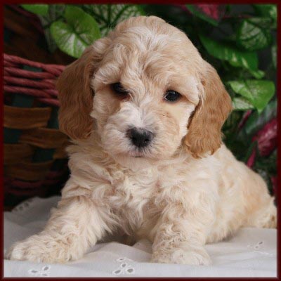 Bichon Poodle