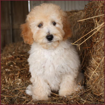bichon poodle