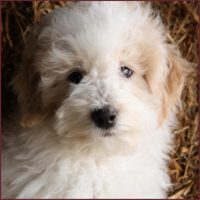 Bichon Poodle