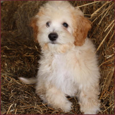 Bichon Poodle