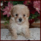 bichon poodle
