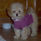 bichon poodle