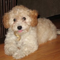 Bichon Poodle Lexi