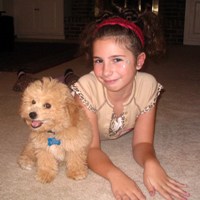Bichon Poodle Picture