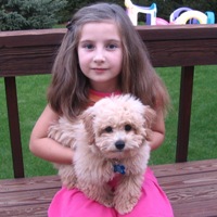 Bichon Poodle Puppy