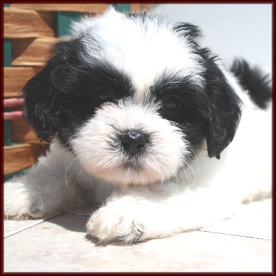 Shichon