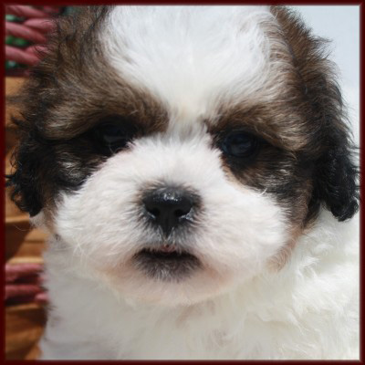 Shichon Puppy