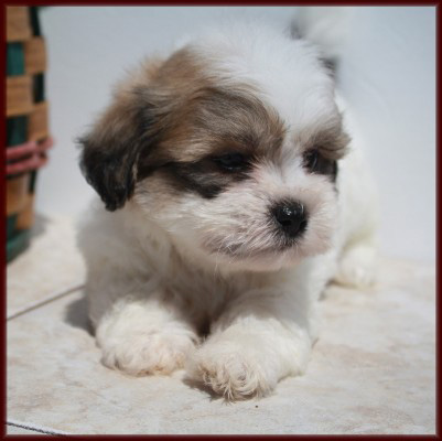Shichon Puppy