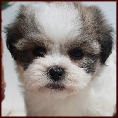 Shichon 