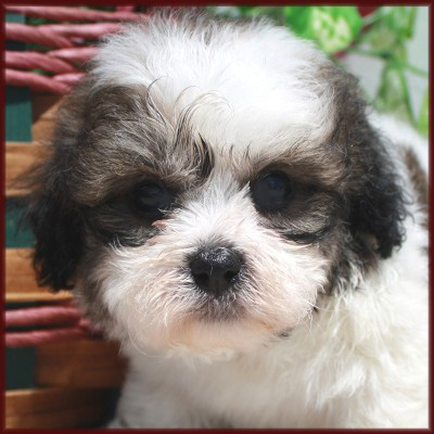 Shichon Puppy