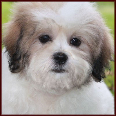 shichon