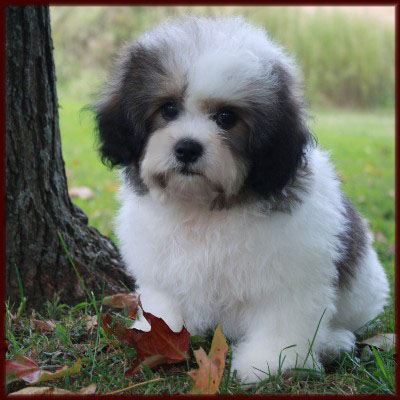 shichon