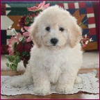 Bichon Poodle Puppies