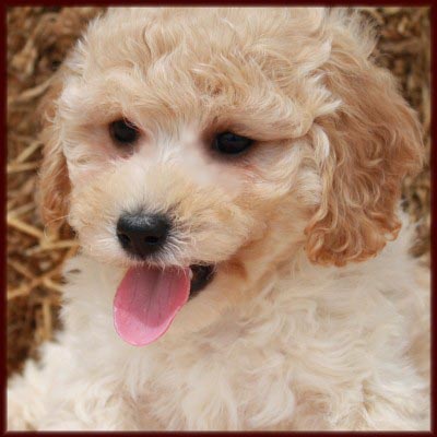 poochon
