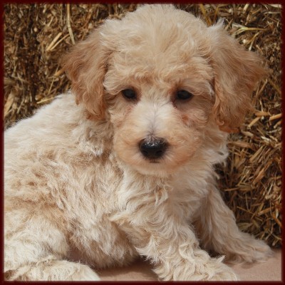 poochon