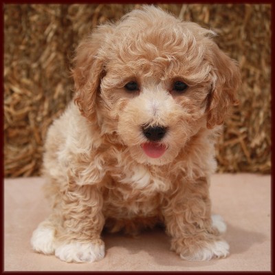 poochon