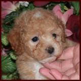 bichon poodle puppy