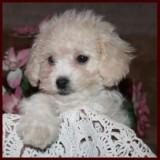 Bichon Poodle Puppy