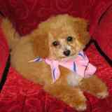 Bichon Poodle puppy picture