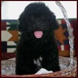 bichon poodle puppy