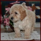 bichon poodle