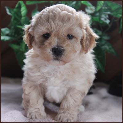 poochon puppy
