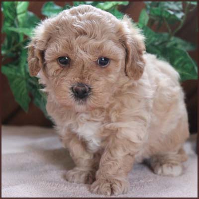 bichon poodle puppy