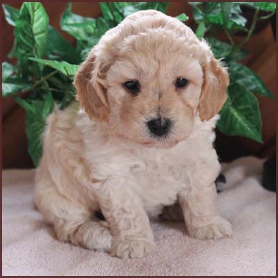 bichon poo puppies
