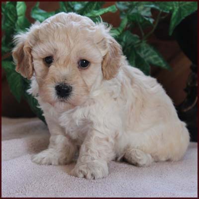 poochon puppy