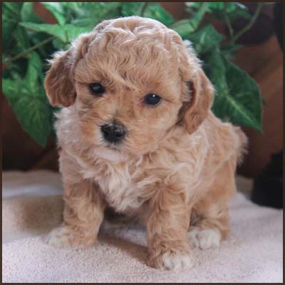 toy poodle bichon