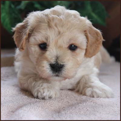 non-shedding puppy