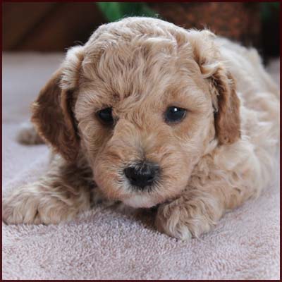 apricot poochon puppy