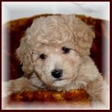 bichon poodle puppy picture