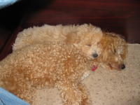 Bichon Poodle Puppy